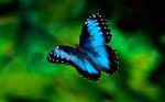 Blue Morpho Butterfly 